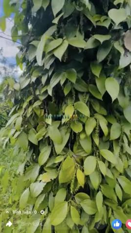 Bán đất 3546.4m² giá 599 triệu tại Xã Ia Bă, Huyện Ia Grai.